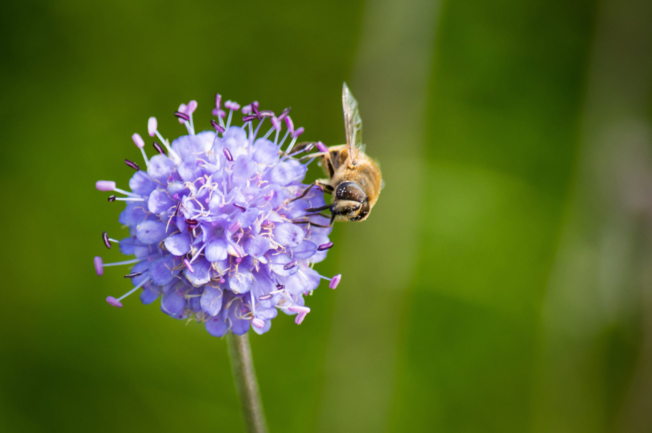 Bee on Devil's Bit Scabious