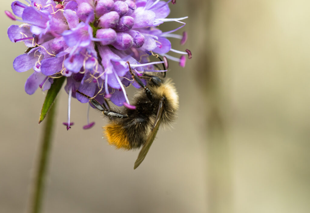 The Devil's-bit scabious - a favourite of pollinators such as bees and butterflies