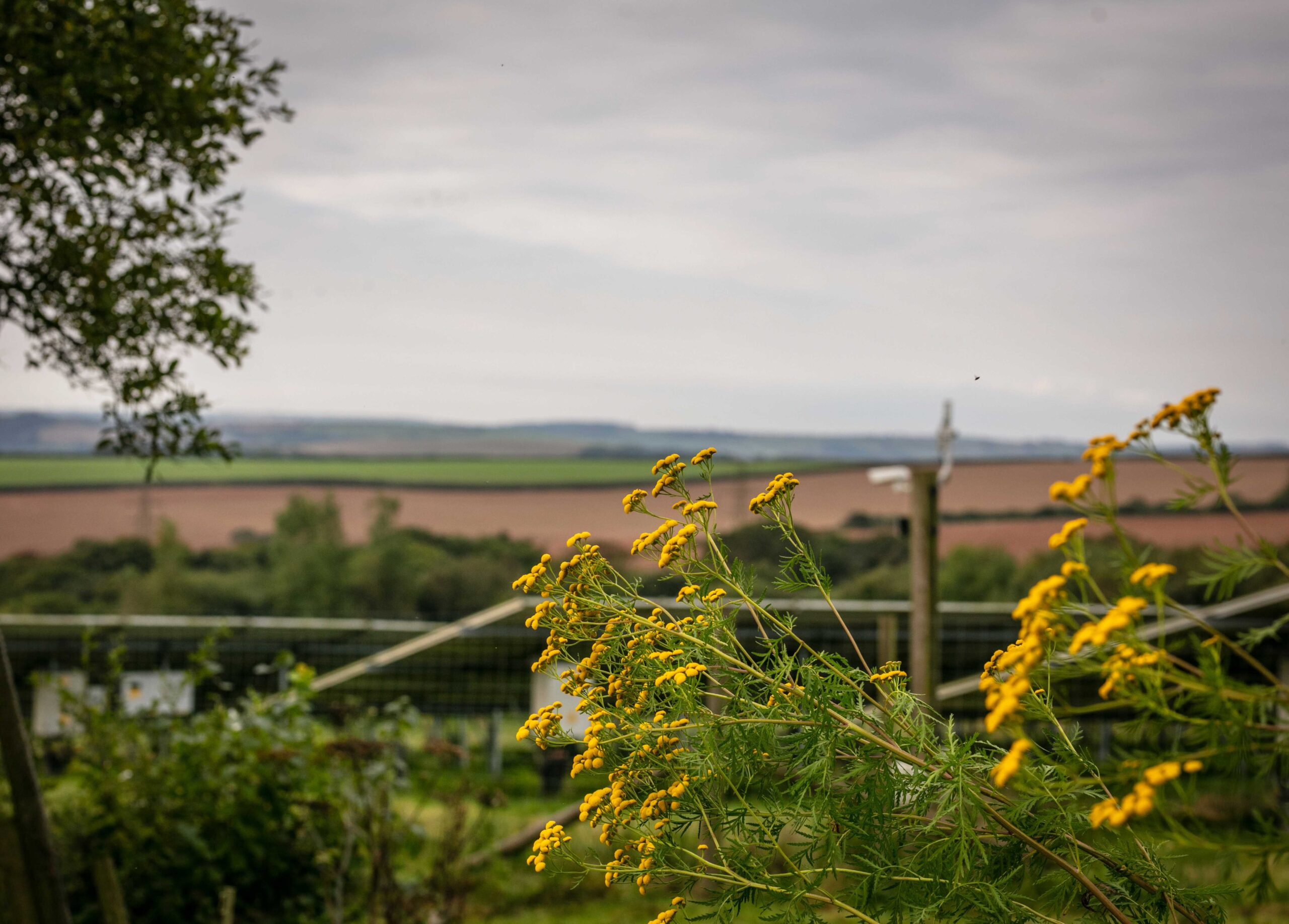 climate benefits of biodiversity